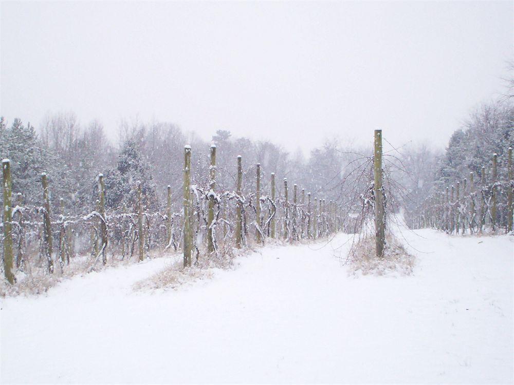 High Meadows Vineyard Inn Scottsville Exteriér fotografie